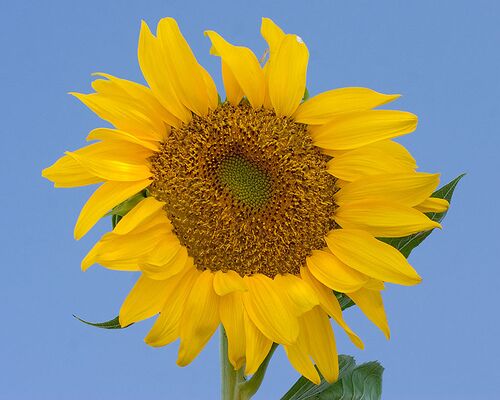 An image of a Sunflower.